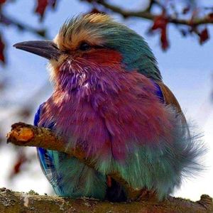 Meet your Posher, Miss R.